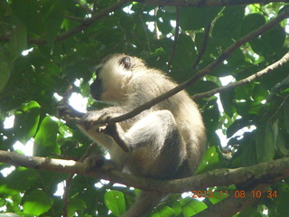 Uganda - Entebbe - Uganda Wildlife Education Center (UWEC) - monkey