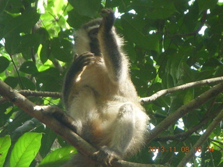 Uganda - Entebbe - Uganda Wildlife Education Center (UWEC) - monkey