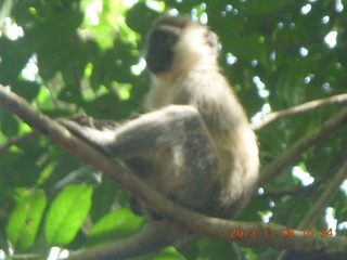 Uganda - Entebbe - Uganda Wildlife Education Center (UWEC) - monkey