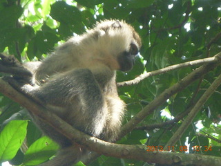 Uganda - Entebbe - Uganda Wildlife Education Center (UWEC) - monkey