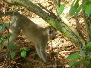 Uganda - Entebbe - Uganda Wildlife Education Center (UWEC) - monkey