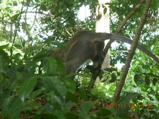 Uganda - Entebbe - Uganda Wildlife Education Center (UWEC) - monkey