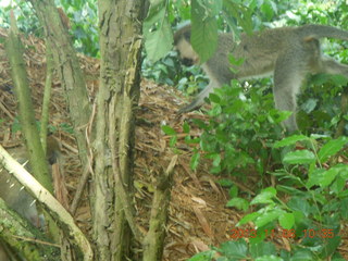 Uganda - Entebbe - Uganda Wildlife Education Center (UWEC) - monkey