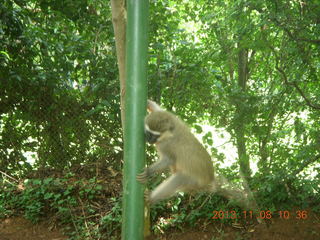 Uganda - Entebbe - Uganda Wildlife Education Center (UWEC) - monkey