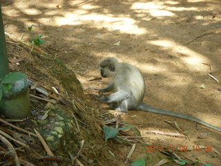 Uganda - Entebbe - Uganda Wildlife Education Center (UWEC) - monkey