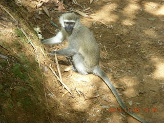 Uganda - Entebbe - Uganda Wildlife Education Center (UWEC) - monkey