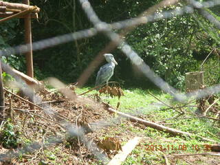 Uganda - Entebbe - Uganda Wildlife Education Center (UWEC) - shoebill bird