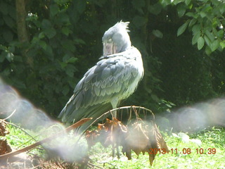 Uganda - Entebbe - Uganda Wildlife Education Center (UWEC) - shoebill bird