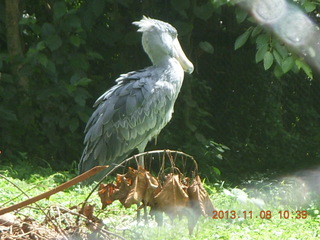 Uganda - Entebbe - Uganda Wildlife Education Center (UWEC) - shoebill bird