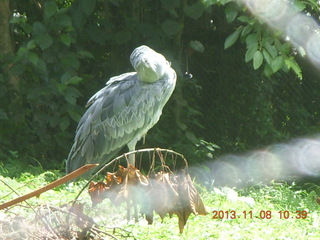 Uganda - Entebbe - Uganda Wildlife Education Center (UWEC) - shoebill bird