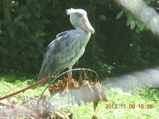 Uganda - Entebbe - Uganda Wildlife Education Center (UWEC) - shoebill bird
