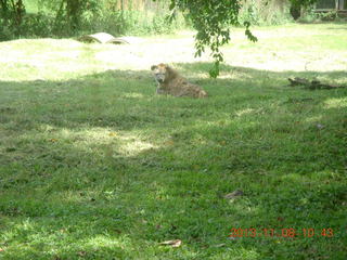 93 8f8. Uganda - Entebbe - Uganda Wildlife Education Center (UWEC) - hyeha