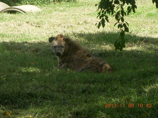 Uganda - Entebbe - Uganda Wildlife Education Center (UWEC) - hyena