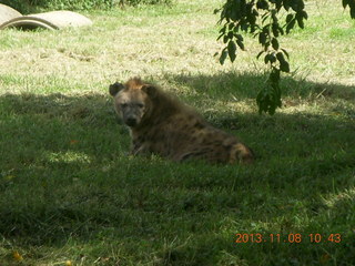 Uganda - Entebbe - Uganda Wildlife Education Center (UWEC) - monkey