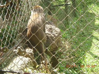 Uganda - Entebbe - Uganda Wildlife Education Center (UWEC) - monkey