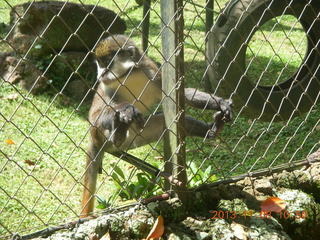 Uganda - Entebbe - Uganda Wildlife Education Center (UWEC) - monkey