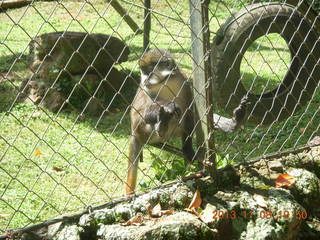 Uganda - Entebbe - Uganda Wildlife Education Center (UWEC) - monkey