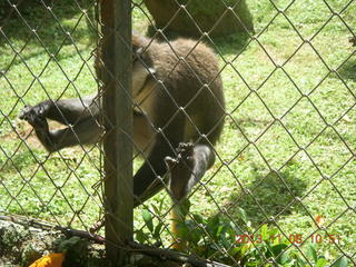 Uganda - Entebbe - Uganda Wildlife Education Center (UWEC) - monkey