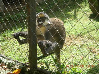 Uganda - Entebbe - Uganda Wildlife Education Center (UWEC) - monkey