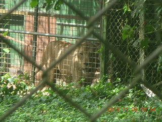 Uganda - Entebbe - Uganda Wildlife Education Center (UWEC) - monkey