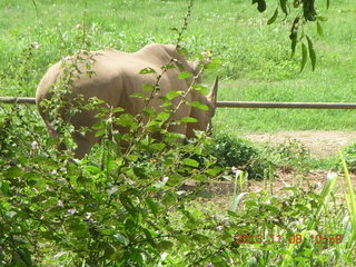 Uganda - Entebbe - Uganda Wildlife Education Center (UWEC) - rhinoceros