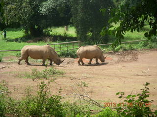 Uganda - Entebbe - Uganda Wildlife Education Center (UWEC) - rhinoceroses