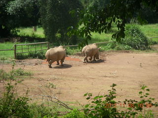 Uganda - Entebbe - Uganda Wildlife Education Center (UWEC) - rhinoceroses