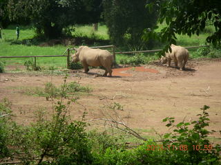 Uganda - Entebbe - Uganda Wildlife Education Center (UWEC) - rhinoceroses