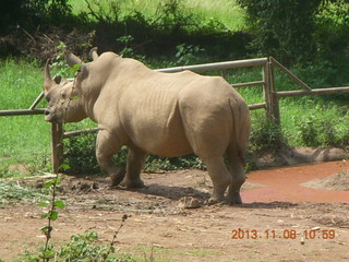 Uganda - Entebbe - Uganda Wildlife Education Center (UWEC) - rhinoceros