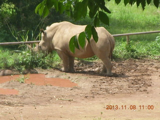 Uganda - Entebbe - Uganda Wildlife Education Center (UWEC) - rhinoceros