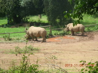 Uganda - Entebbe - Uganda Wildlife Education Center (UWEC) - rhinoceroses