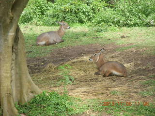 Uganda - Entebbe - Uganda Wildlife Education Center (UWEC) - rhinoceros