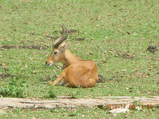 Uganda - Entebbe - Uganda Wildlife Education Center (UWEC) - rhinoceros