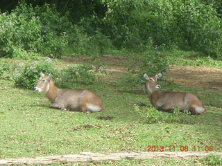 Uganda - Entebbe - Uganda Wildlife Education Center (UWEC) - rhinoceros