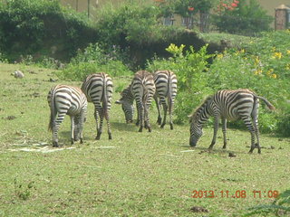 Uganda - Entebbe - Uganda Wildlife Education Center (UWEC) - zebras