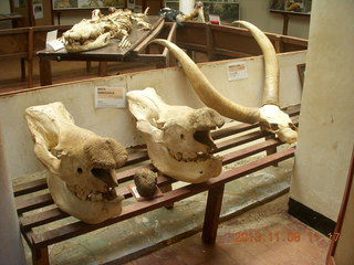 Uganda - Entebbe - Uganda Wildlife Education Center (UWEC) - skulls