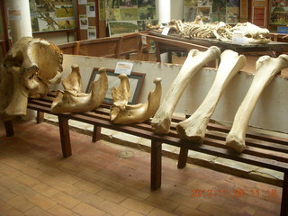 Uganda - Entebbe - Uganda Wildlife Education Center (UWEC) - skull and bones