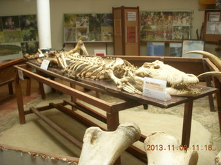 Uganda - Entebbe - Uganda Wildlife Education Center (UWEC) - crocodile skeleton