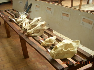 Uganda - Entebbe - Uganda Wildlife Education Center (UWEC) - zebras