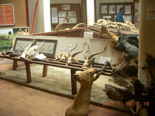 Uganda - Entebbe - Uganda Wildlife Education Center (UWEC) - bones and skulls