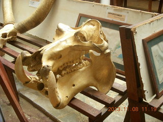 Uganda - Entebbe - Uganda Wildlife Education Center (UWEC) - skull