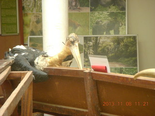 Uganda - Entebbe - Uganda Wildlife Education Center (UWEC) - skulls