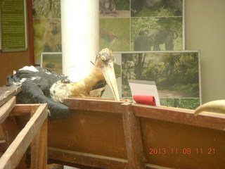 Uganda - Entebbe - Uganda Wildlife Education Center (UWEC) displays