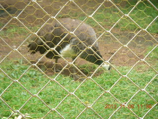 153 8f8. Uganda - Entebbe - Uganda Wildlife Education Center (UWEC) - bird