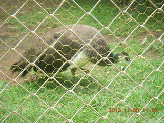 155 8f8. Uganda - Entebbe - Uganda Wildlife Education Center (UWEC) - peacock