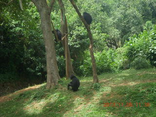 Uganda - Entebbe - Uganda Wildlife Education Center (UWEC) - chimpanzees