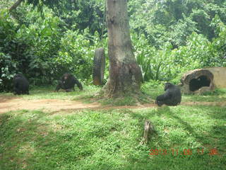 Uganda - Entebbe - Uganda Wildlife Education Center (UWEC) - chimpanzees