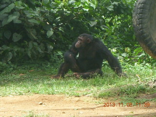 Uganda - Entebbe - Uganda Wildlife Education Center (UWEC) - chimpanzee