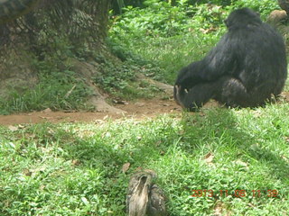 Uganda - Entebbe - Uganda Wildlife Education Center (UWEC) - Adam's face in ape sign