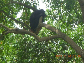 Uganda - Entebbe - Uganda Wildlife Education Center (UWEC) - chimpanzee